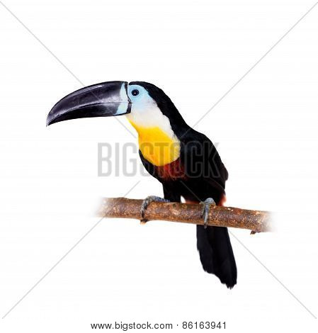 Channel-billed Toucan Isolated On White