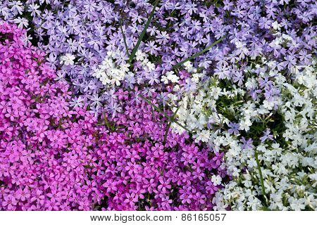 Blooming Phloxes