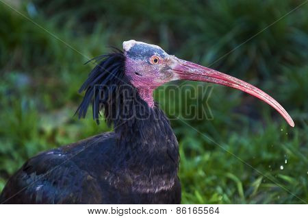 Northern Bald Ibis