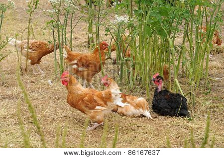 Poultry Farming In Brueil En Vexin, France