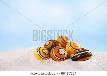 bright polymita shells on white beach sand under the sun light, shallow dof