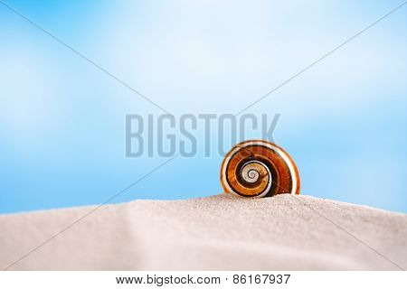 bright polymita shells on white beach sand under the sun light, shallow dof