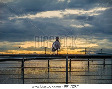 Seagull Enjoys A Sunset