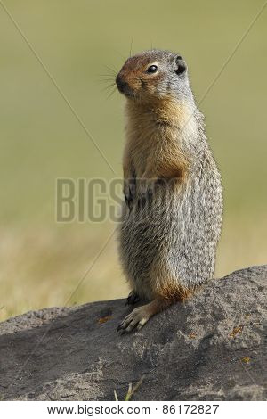 Columbian Ground Squirrel Scouting Its Territory - Alberta, Canada