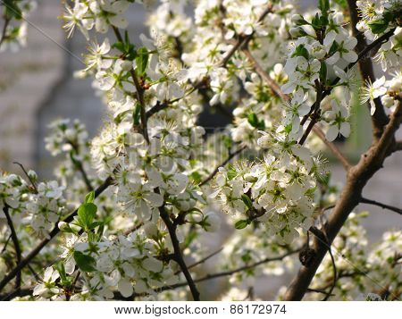 cherry blossoms