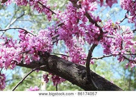 flowering tree