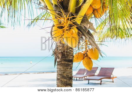 Coconuts On A Palm Tree Against Tropical White Sandy Beach