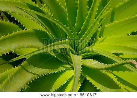 Aloe Vera blade.