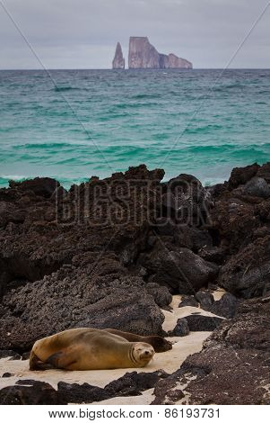 Closeup portrait of sea lions relaxing in a beach at the Galapagos Islands