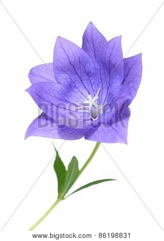 Platycodon Grandiflorus