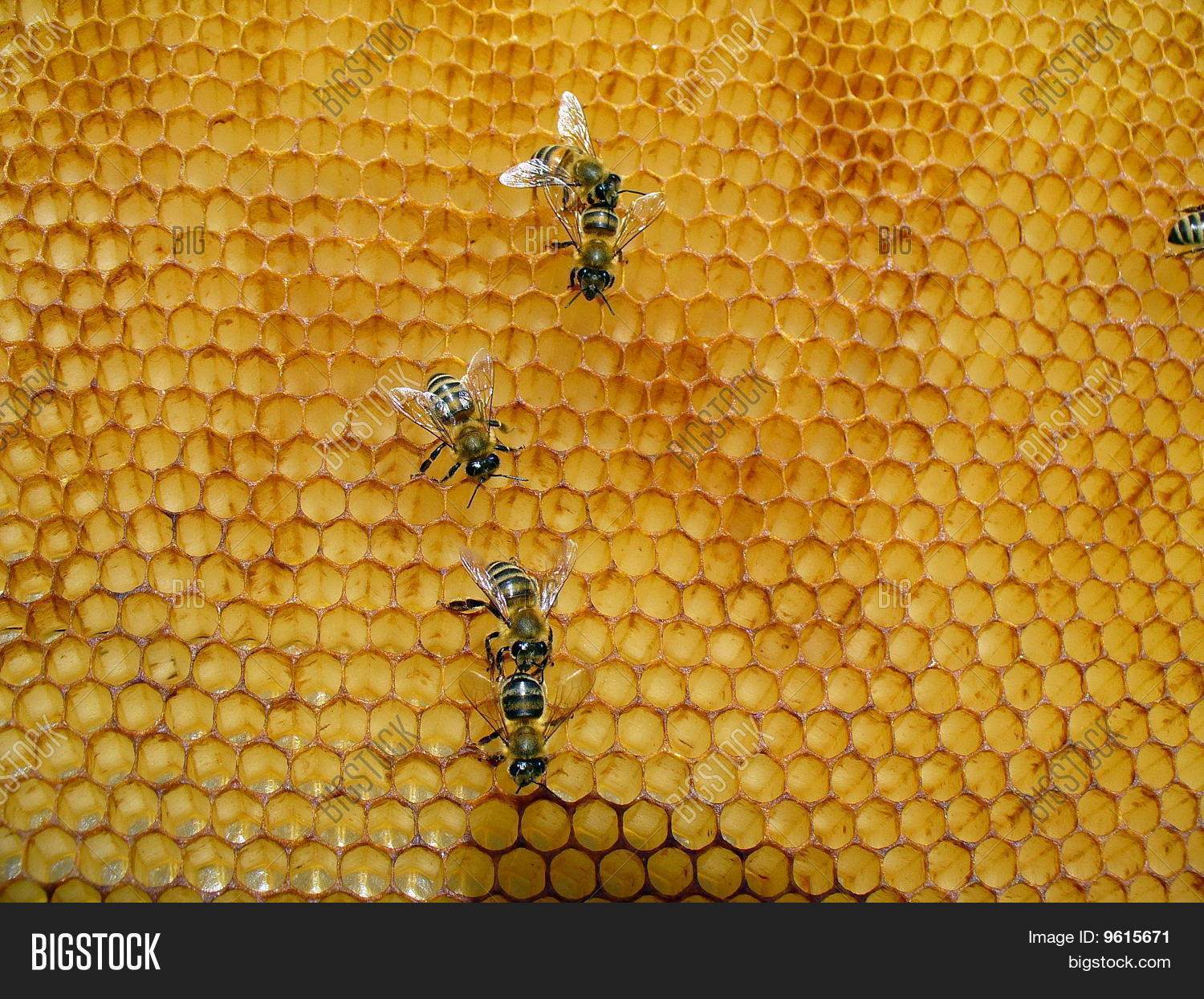 Apis Mellifera Image & Photo (Free Trial) | Bigstock