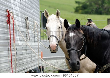 Rodeo