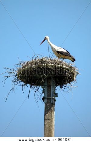 Storch