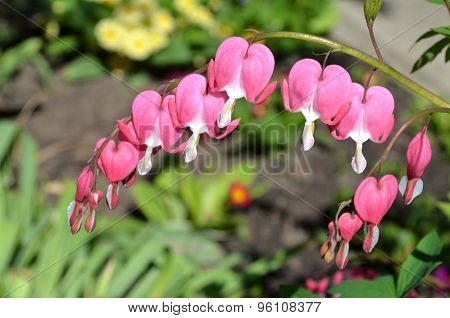 Dicentra