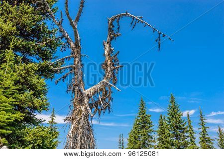 Beautiful Mountain Trail. Blackwall Peak Trail at Manning Park in British Columbia. Canada.