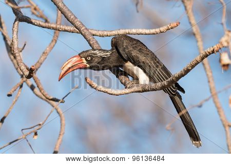 Crowned Hornbill (tockus Alboterminatus) Leaning Over As If Suspicious