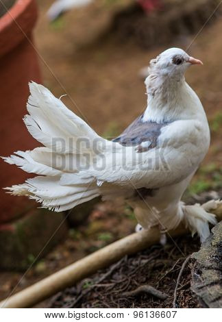 white pigeon on flowering background