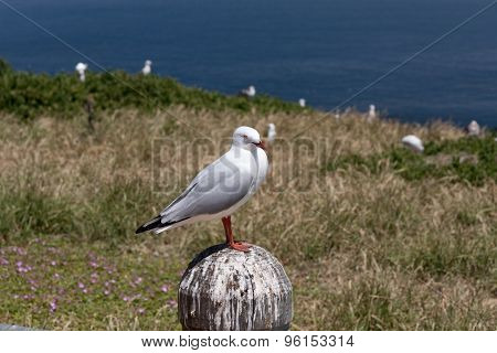 Courious Seagull