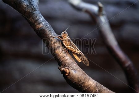 Desert locust (Schistocerca gregaria). Wildlife animal. 