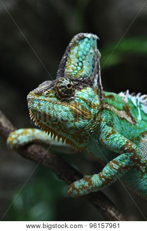 Veiled chameleon (Chamaeleo calyptratus), also known as the Yemen chameleon. Wildlife animal. 