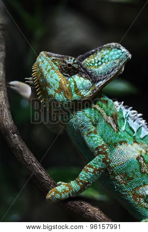 Veiled chameleon (Chamaeleo calyptratus), also known as the Yemen chameleon. Wildlife animal. 
