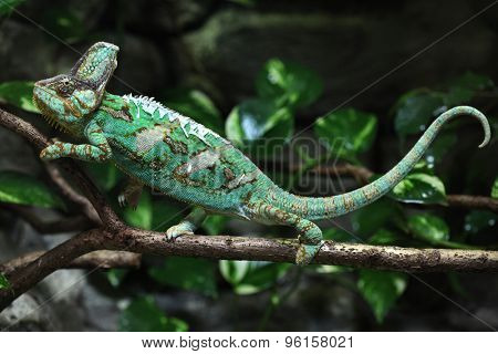 Veiled chameleon (Chamaeleo calyptratus), also known as the Yemen chameleon. Wildlife animal. 