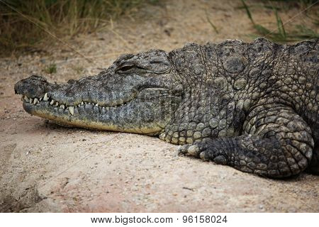 Nile crocodile (Crocodylus niloticus). Wild life animal. 