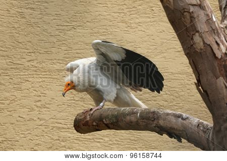 Egyptian vulture (Neophron percnopterus), also known as the white scavenger vulture. Wild life animal. 