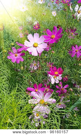 Beautiful Cosmos Flowers