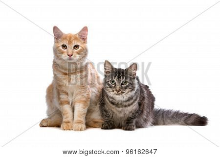 Maine Coone And Norwegian Forest Cat