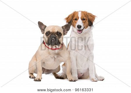 French Bulldog And A Kooiker Dog