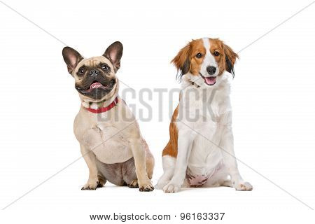 French Bulldog And A Kooiker Dog