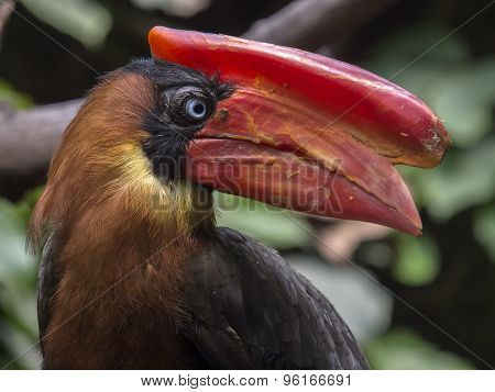 Philippine Hornbill