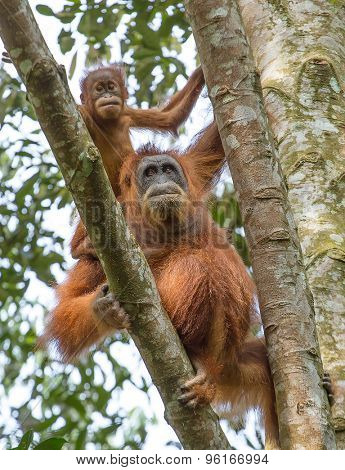 Female orangutan with a baby hanging on a tree in Gunung Leuser National Park, Sumatra, Indonesia