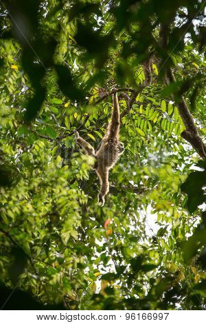 White gibbon hanging on a tree in Gunung Leuser National Park, Sumatra, Indonesia