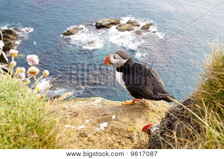 Puffin på Rock - Latrabjarg, Island