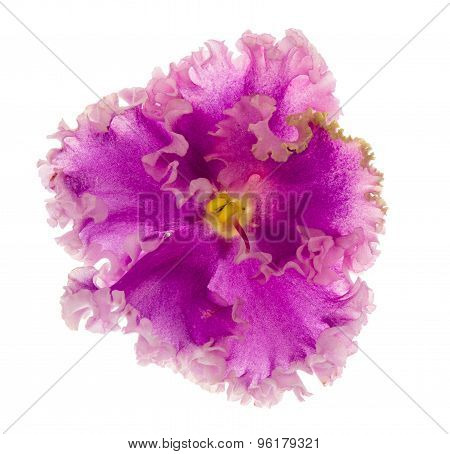Violet flower isolated.