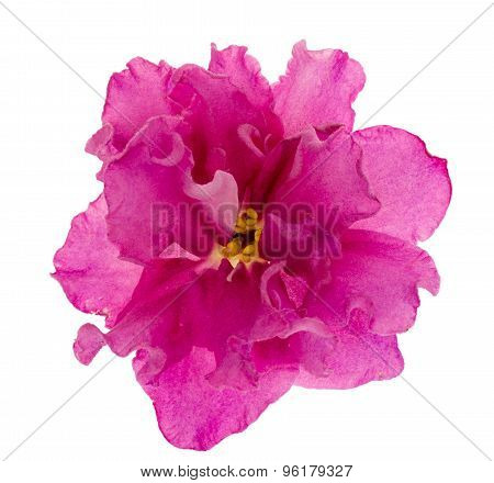 Violet flower isolated.