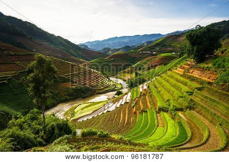 Rice fields on terraced in rainny season at Mu Cang Chai, Yen Bai, Vietnam.