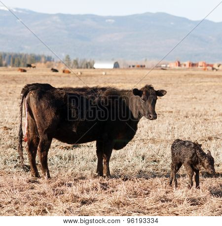 Newborn Calf Montana Ranch Unaided Birth Cattle Ranch