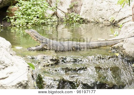 Water monitor or Varanus salvator