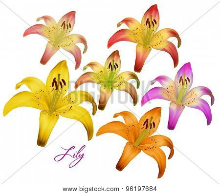 Vector illustration of lily. isolated on a white background