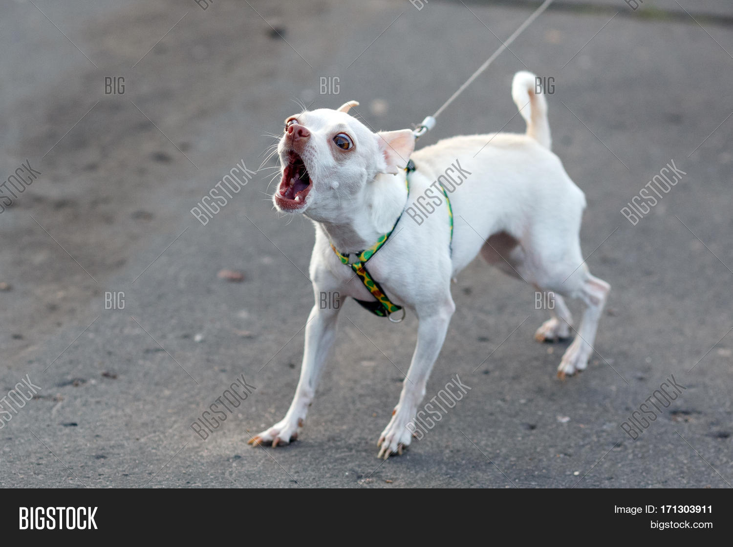 little-white-barking-image-photo-free-trial-bigstock