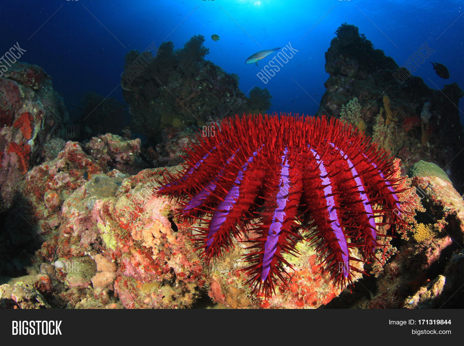 Crown--Thorns Starfish Image & Photo (Free Trial) | Bigstock