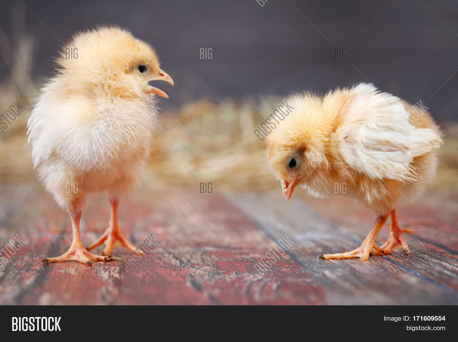 Newborn Chicks. Orange Image & Photo (Free Trial) Bigstock