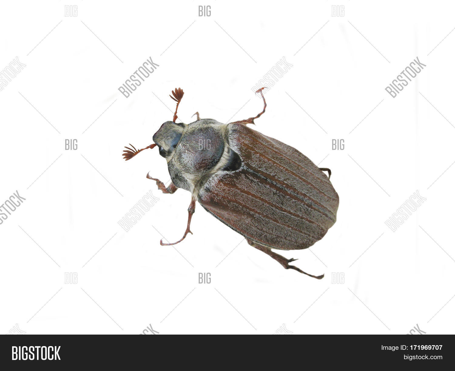 Image Preview