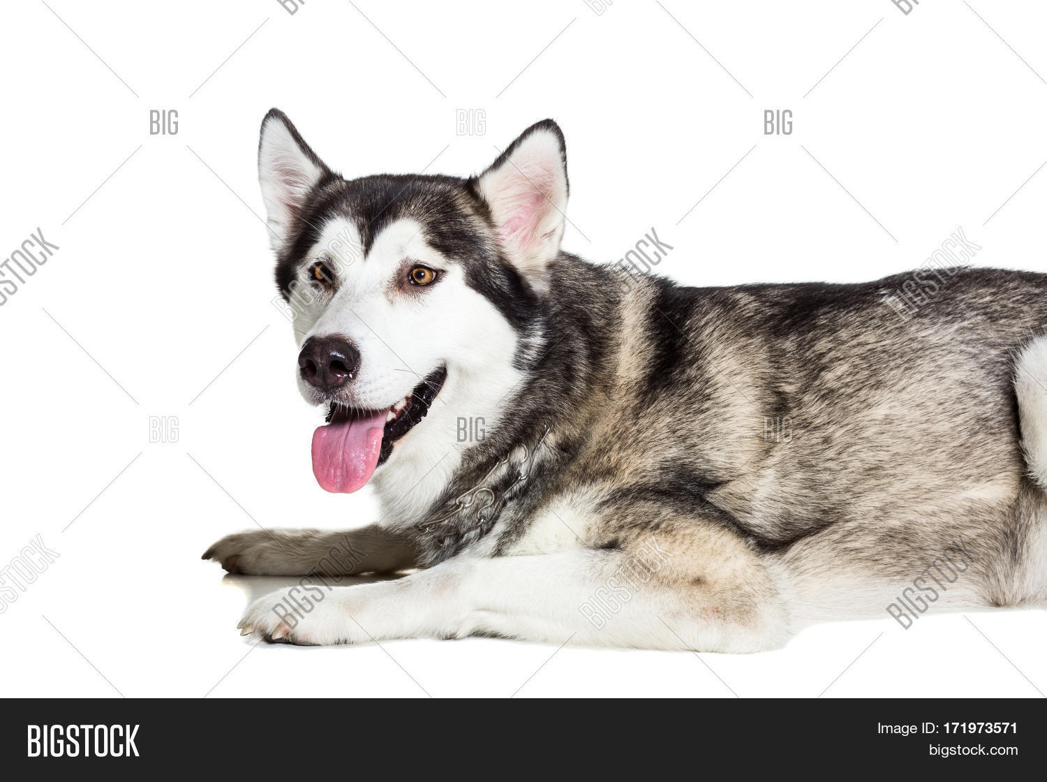 Image Preview