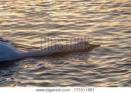 Beautiful white swan feeds pleustonic stretching his neck on a water surface closeup in a lake at sunset