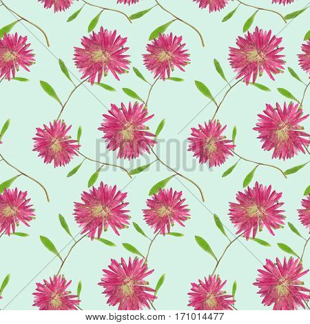 Aster Michaelmas daisy. Colorful texture of pressed dry flowers. Seamless pattern for continuous replicate. Beautiful photo collage.