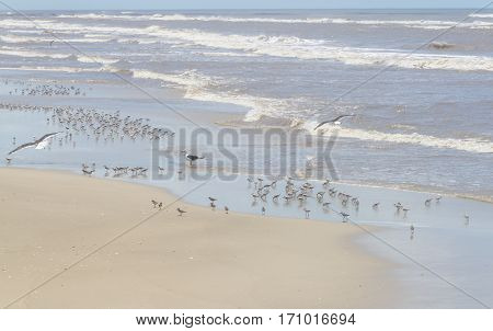 Seagull In The Middle Of A Group Of Sanderlings Resting